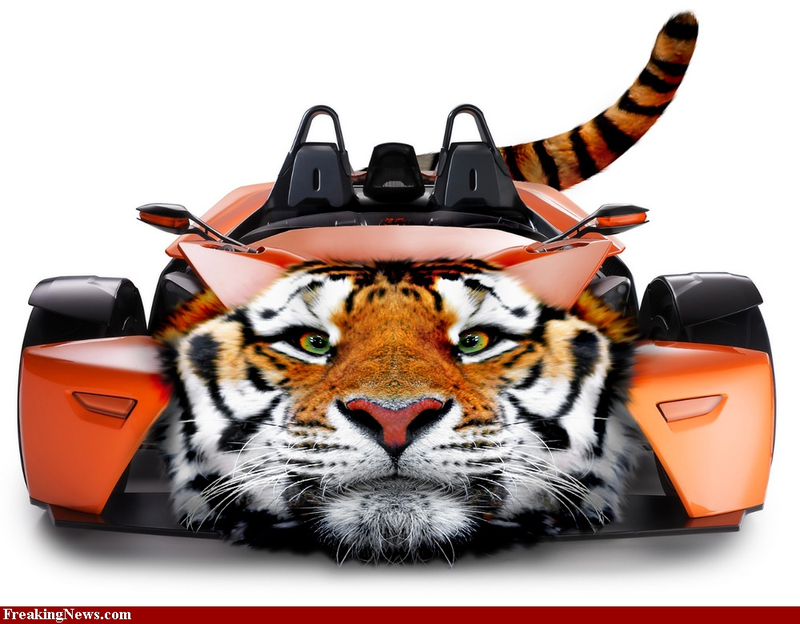 Illustration for article titled TIGER ALL THE THINGS!